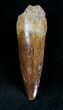 Juvenile Spinosaurus Tooth - Great Preservation #20631-1